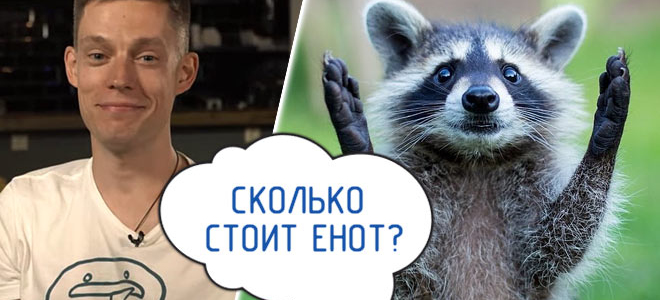 Сколько стоит енот и стоит ли заводить полосатого экзота?